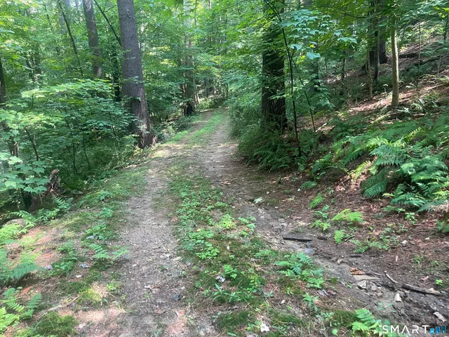 a lush green forest view with lots of trees