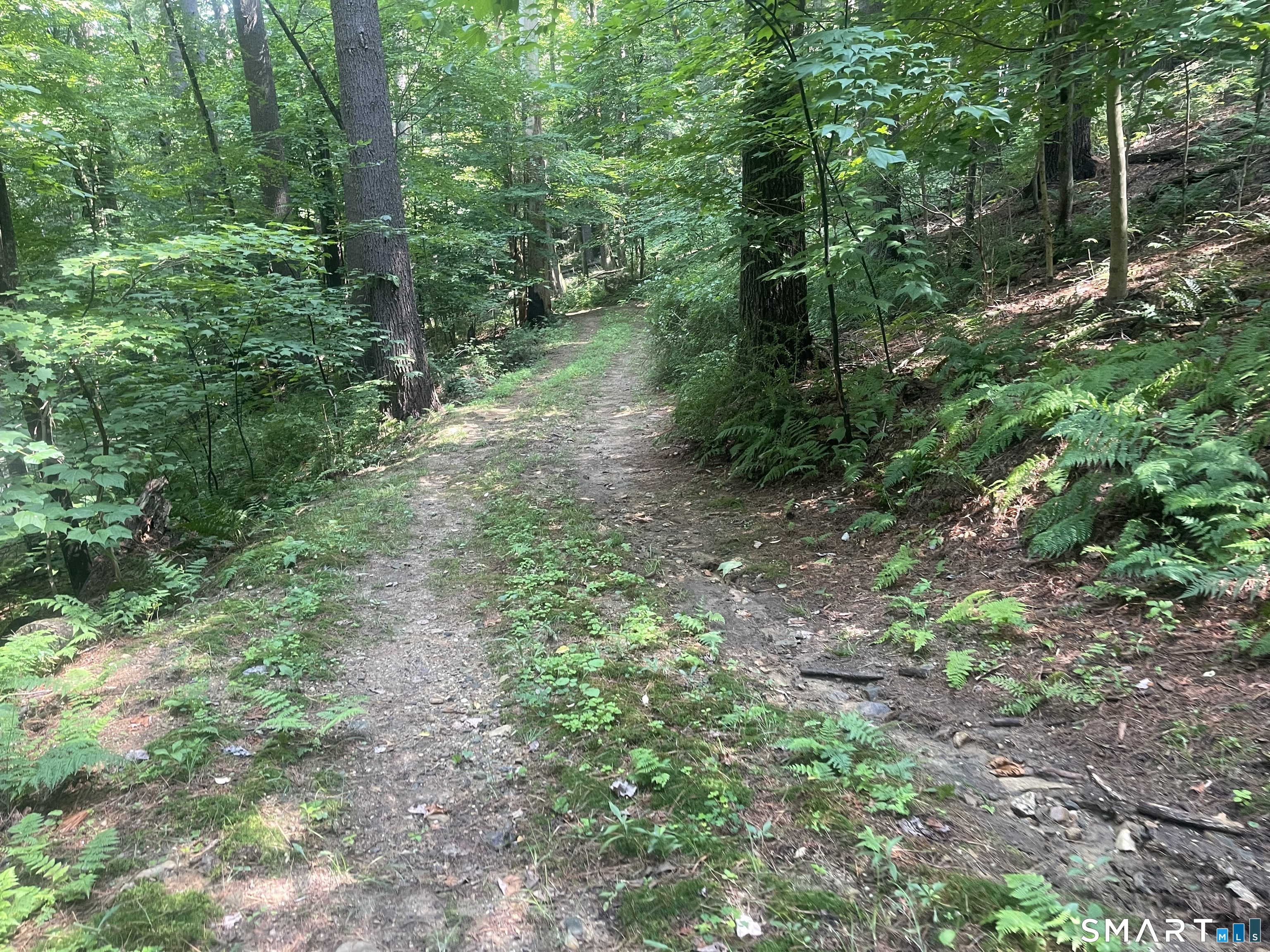 Railroad Street West Cornwall, CT 06796 - Photo 3 of 6 a lush green forest view with lots of trees