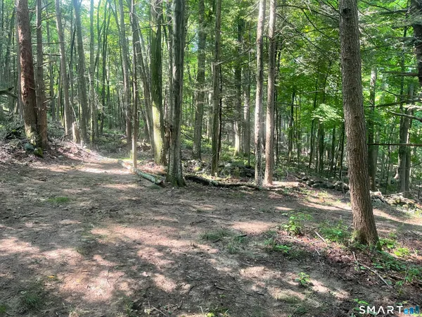 a view of a forest with trees