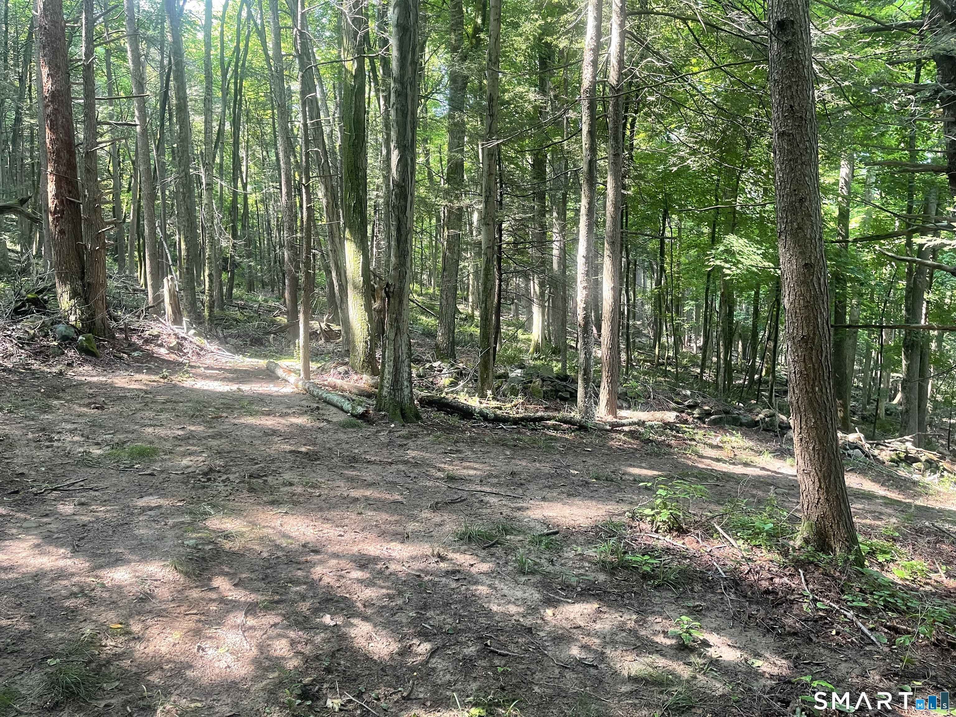 Railroad Street West Cornwall, CT 06796 - Photo 5 of 6 a view of a forest with trees