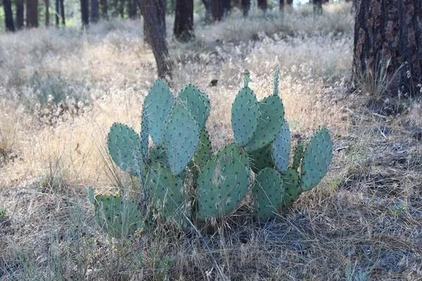 $150,000 | 30 Butterfly Peak Road, Mountain Center, CA 92561