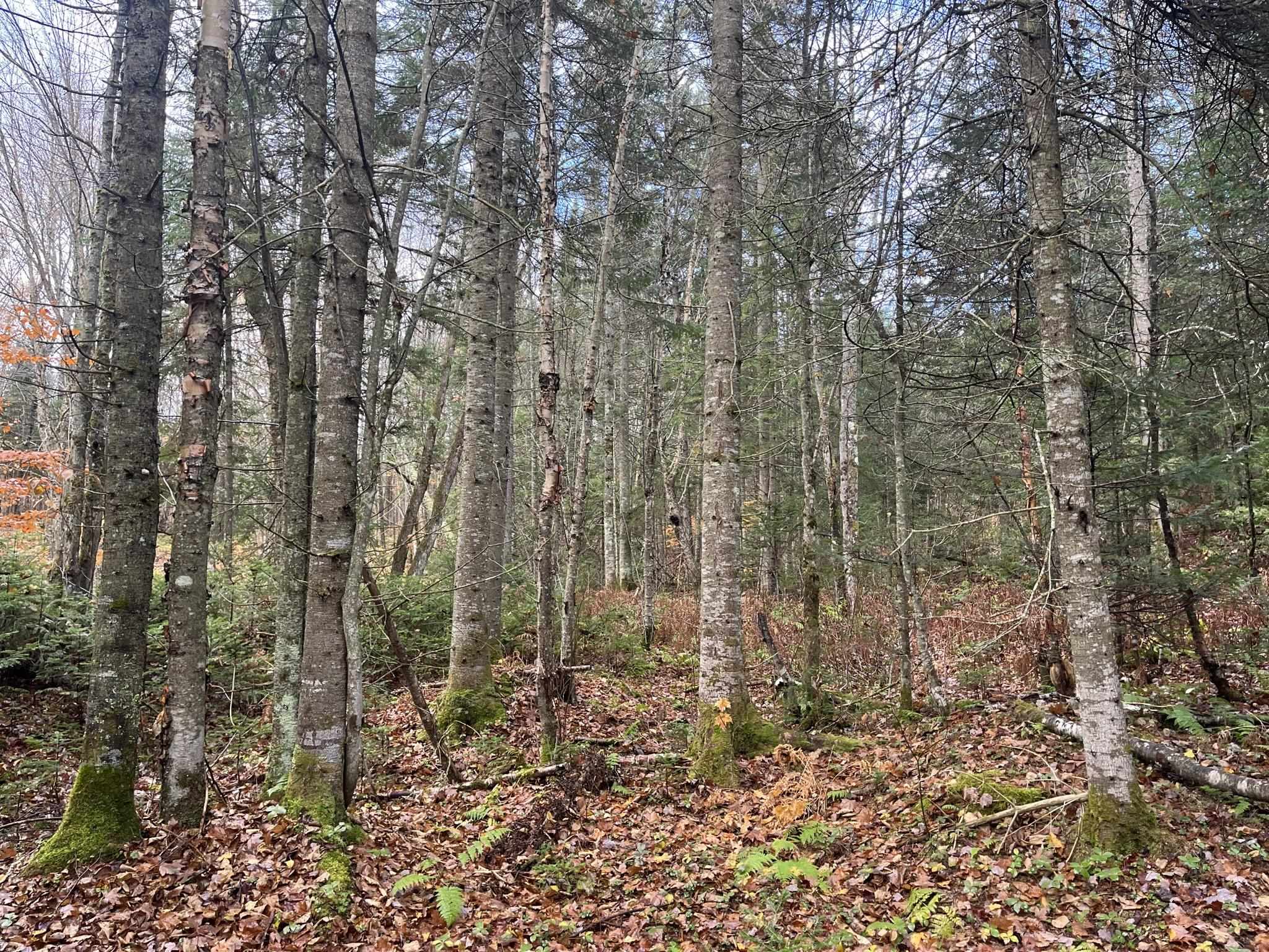 0 Claybrook Road Canaan, VT 05903 - Photo 8 of 9