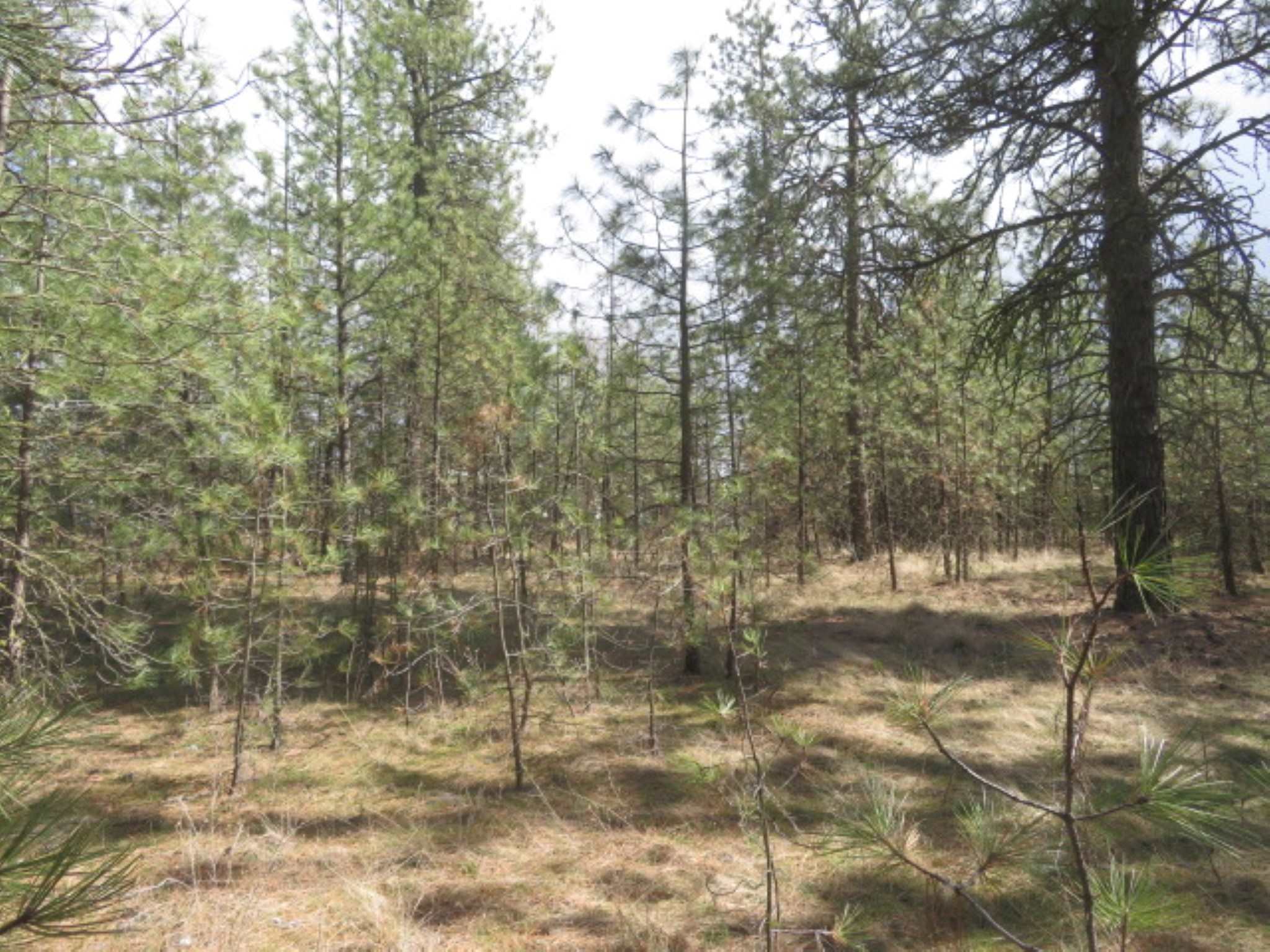 268-block West Tucker Prairie Road Cheney, WA 99004 - Photo 4 of 7