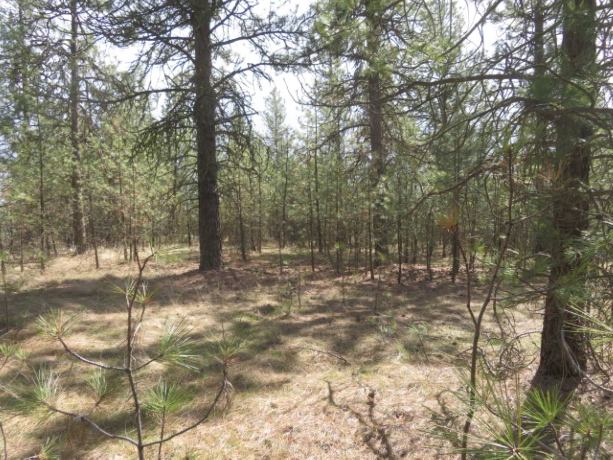 268-block West Tucker Prairie Road Cheney, WA 99004 - Photo 5 of 7