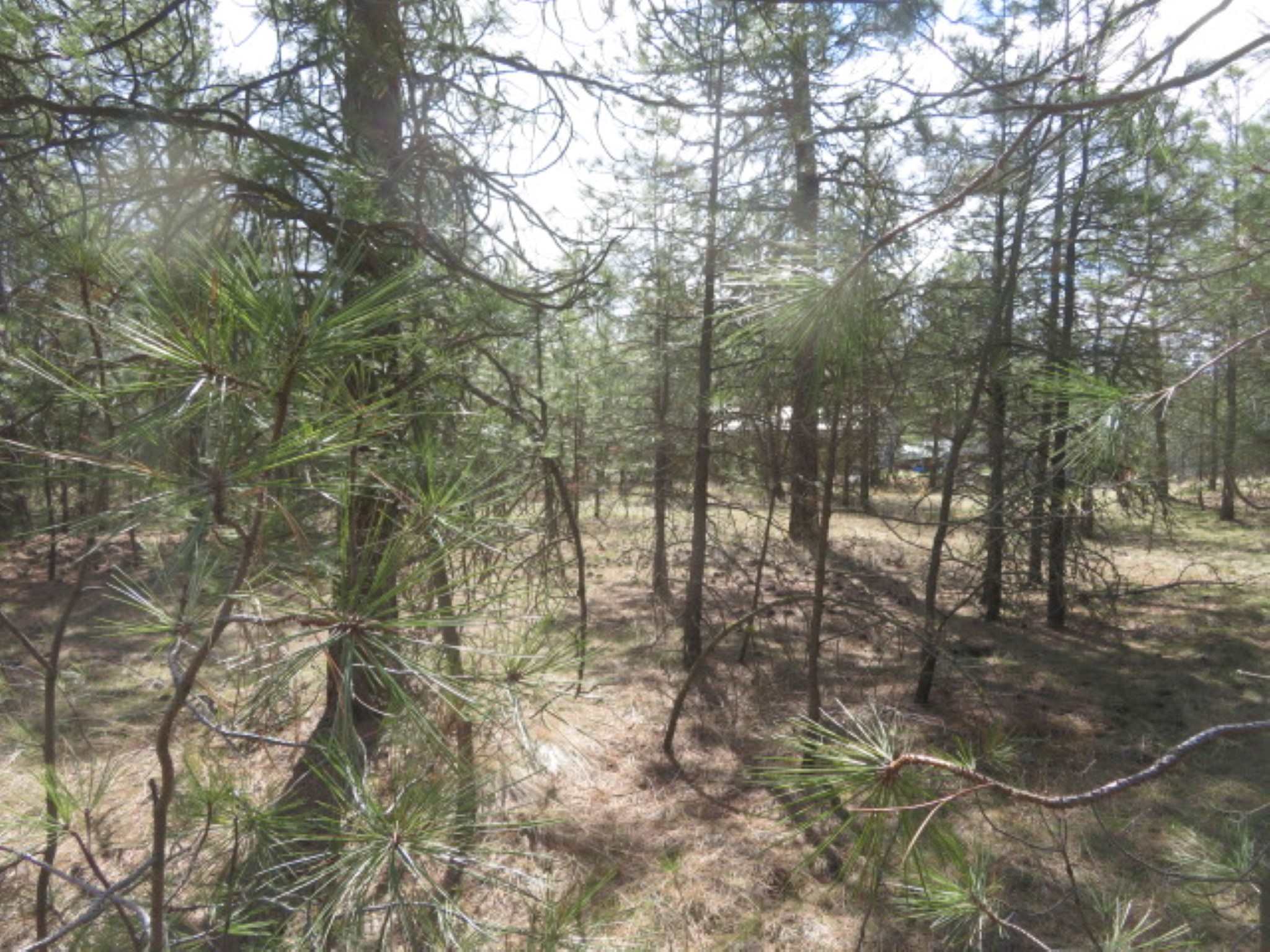 268-block West Tucker Prairie Road Cheney, WA 99004 - Photo 6 of 7