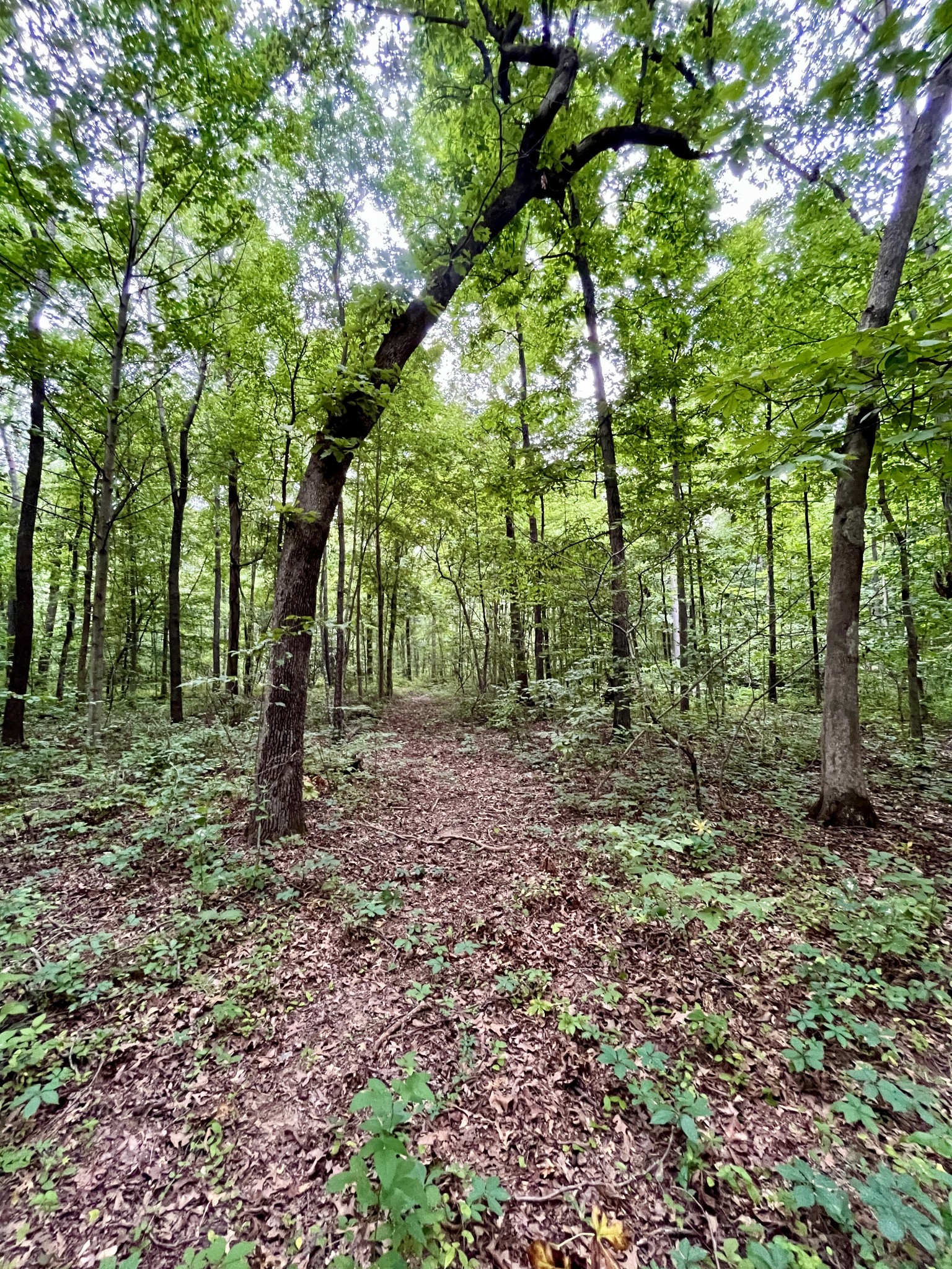 0 Boyd Holland Road Springfield, TN 37172 - Photo 4 of 23 a view of outdoor space and green space
