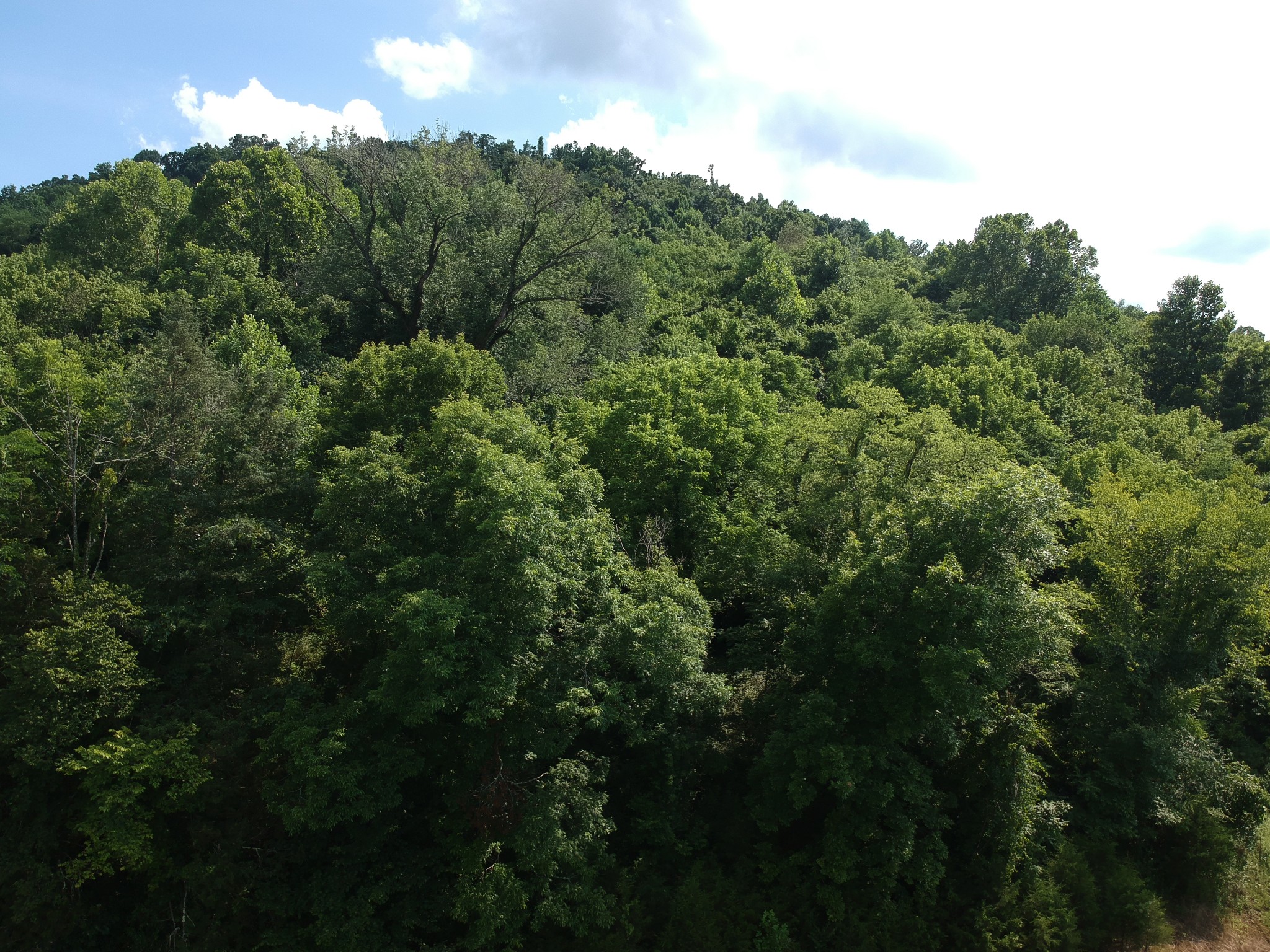 56 Chapman Hollow Road Dowelltown, TN 37059 - Photo 13 of 14 Gallery Image 13