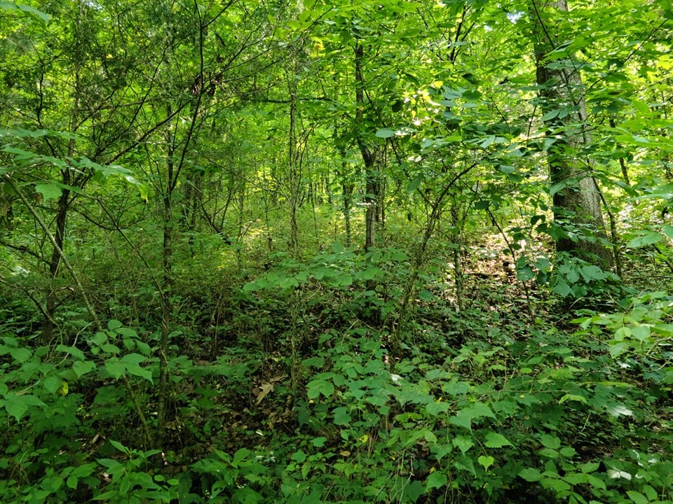 56 Chapman Hollow Road Dowelltown, TN 37059 - Photo 3 of 14 Gallery Image 3