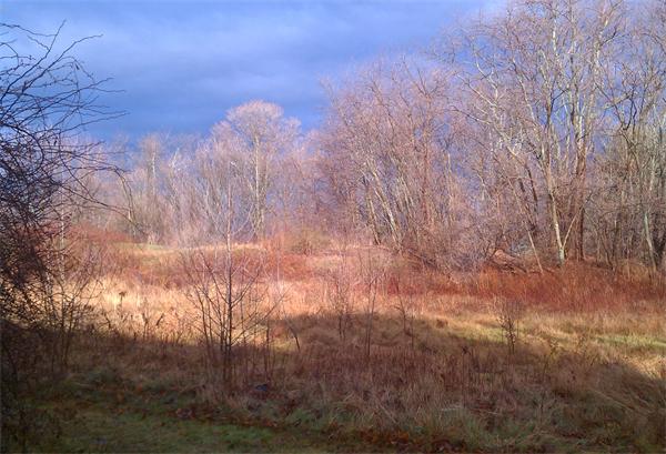 a view of a yard