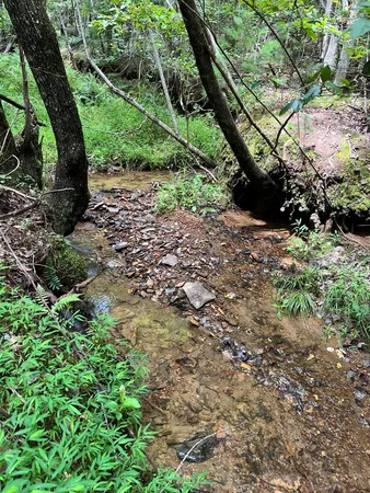 a view of a yard with plants and a large tree