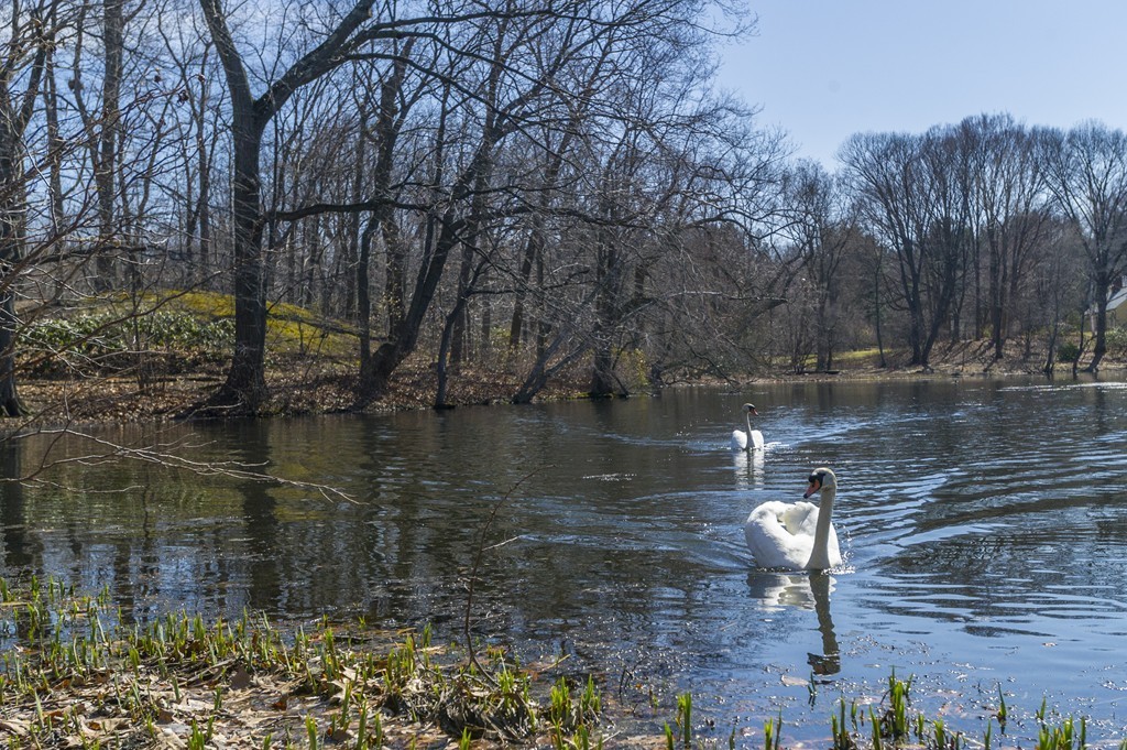 21 Sargent Crossway Brookline, MA 02445 - Photo 14 of 15 a view of lake
