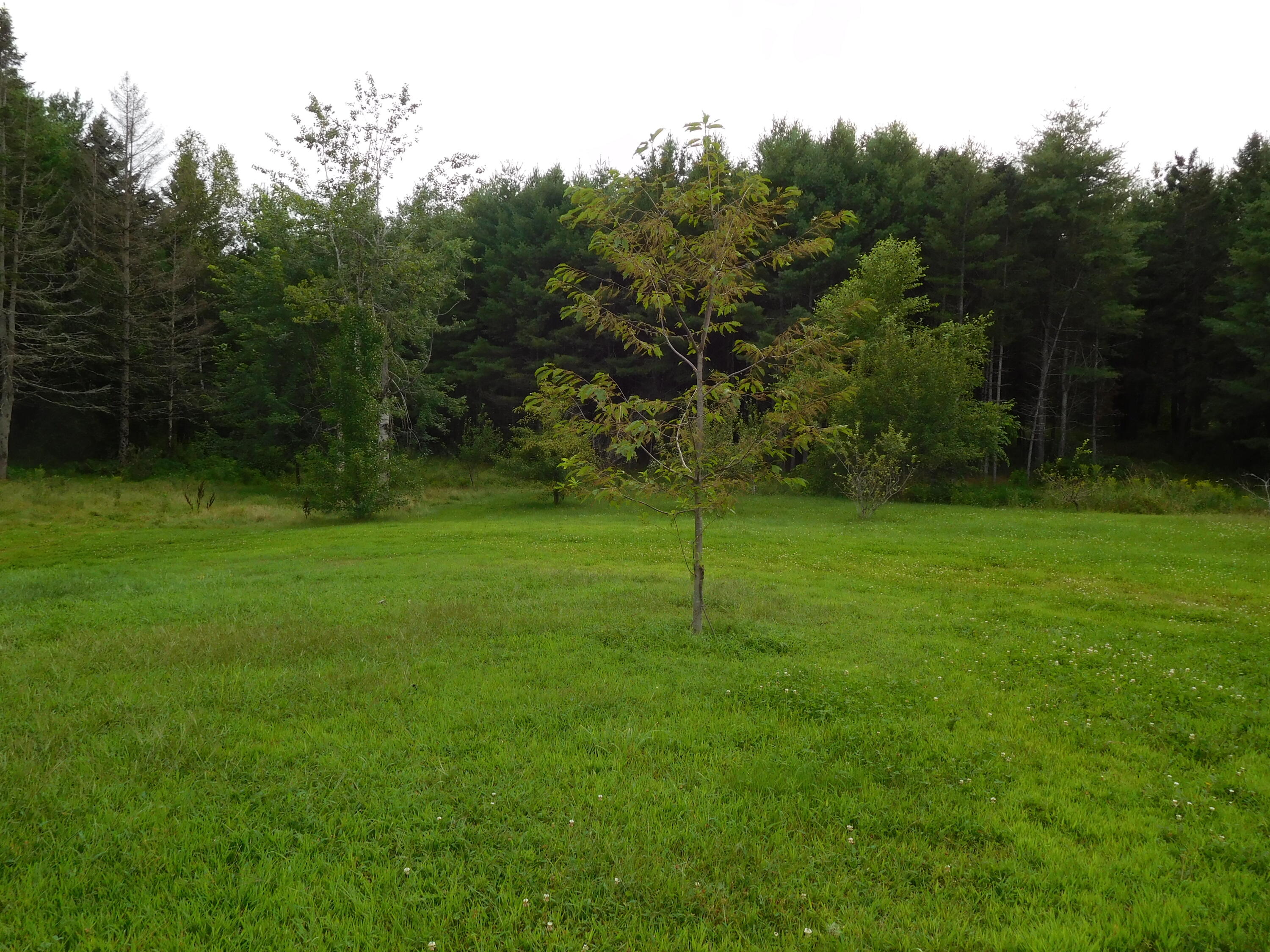 1065 Riverside Drive Auburn, ME 04210 - Photo 29 of 32 Backyard