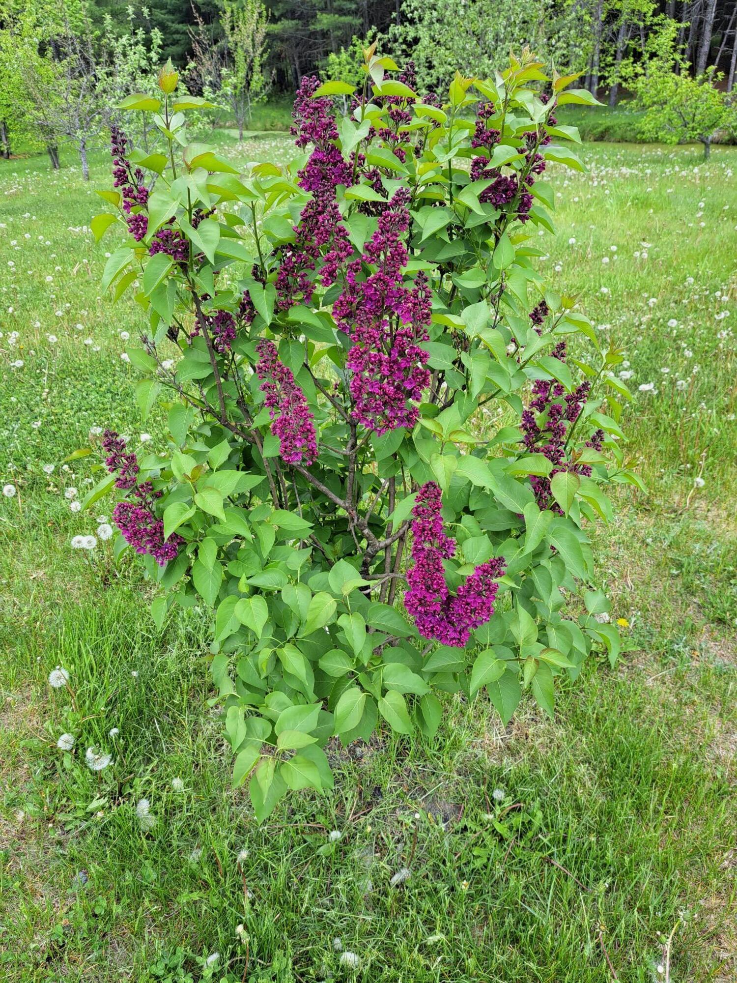 1065 Riverside Drive Auburn, ME 04210 - Photo 31 of 32 30