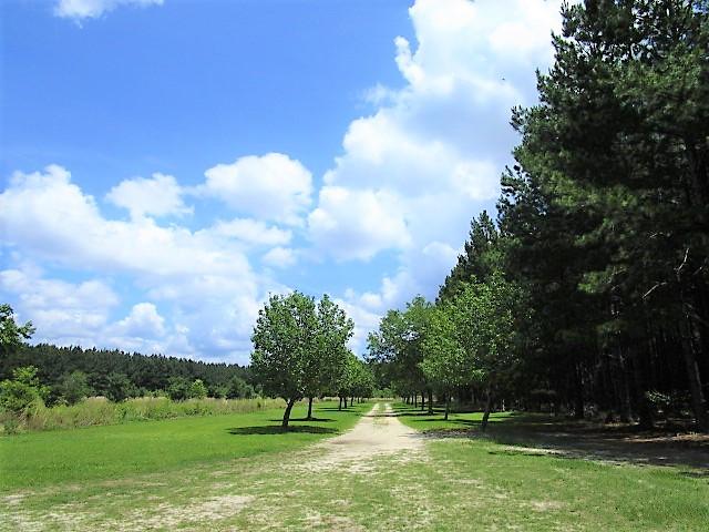 1398 Epps Road New Zion, SC 29111 - Photo 14 of 43 View From Log Cabin