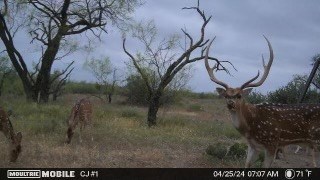 497 County Road Melvin, TX 76858 - Photo 43 of 44 a backyard of a house
