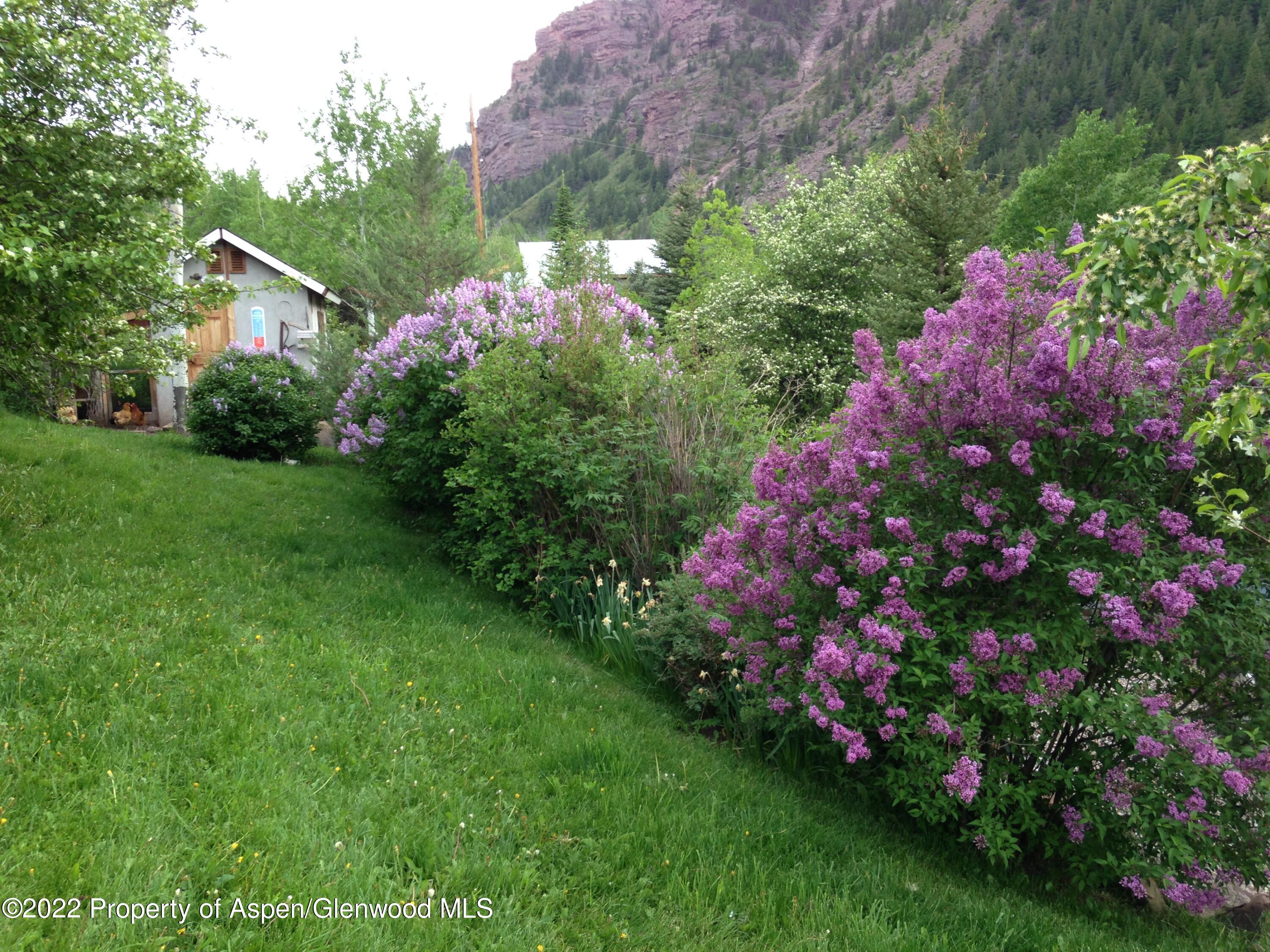 800 Dorais Way Redstone, CO 81623 - Photo 29 of 35 a view of a flower in a garden