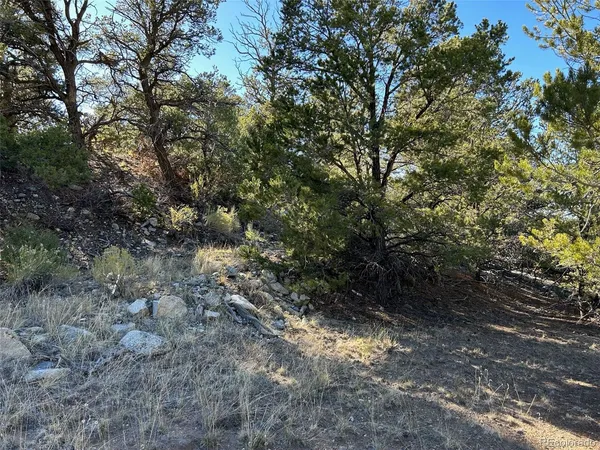 a view of a forest with trees in the background