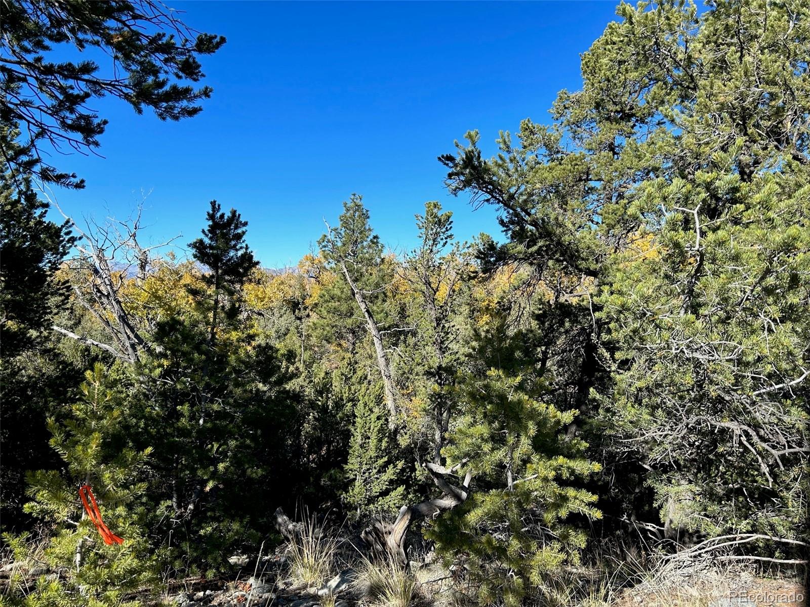 124 Indian Hill Road Mosca, CO 81146 - Photo 7 of 9 a view of a tree with a plant