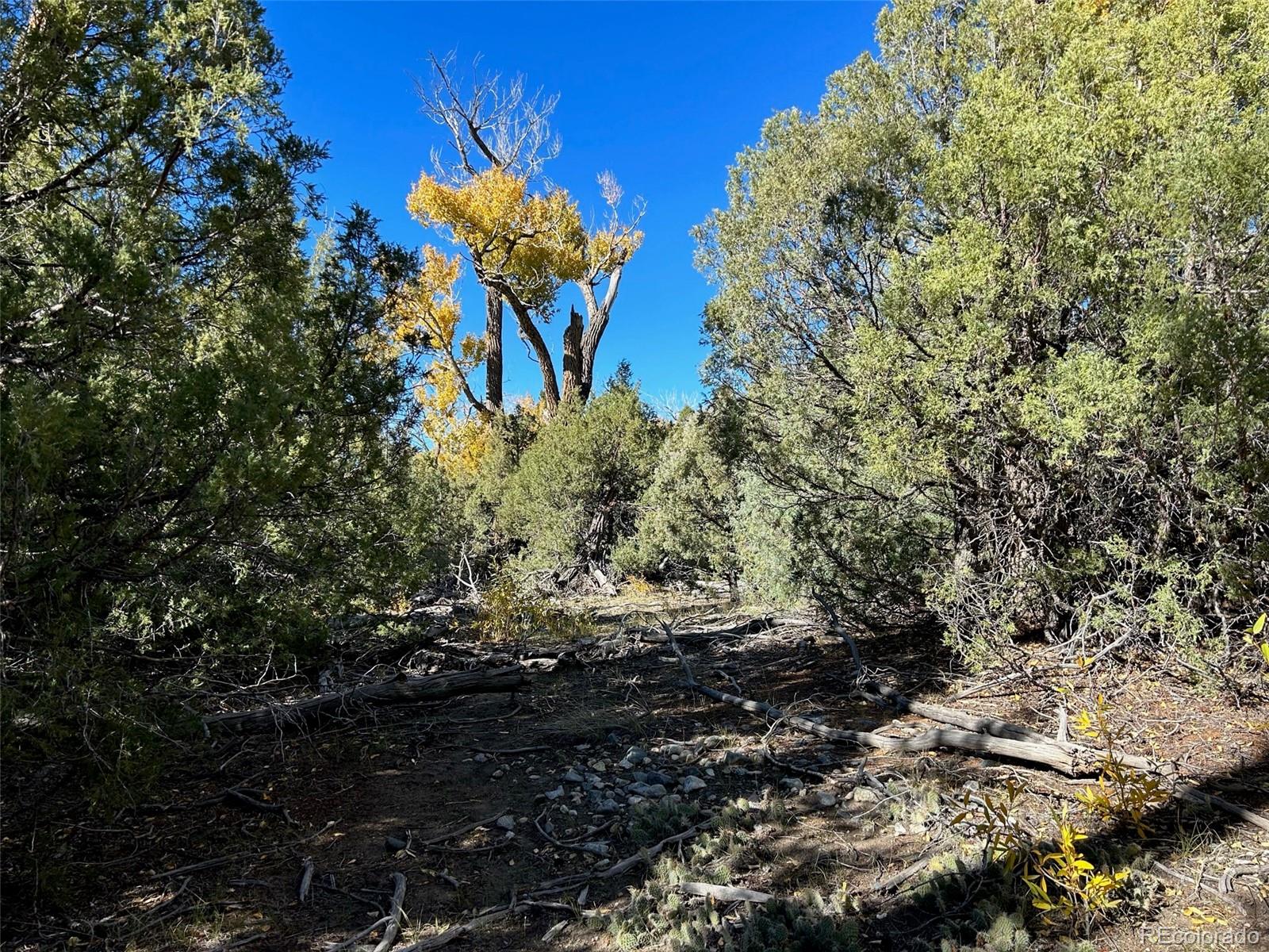 124 Indian Hill Road Mosca, CO 81146 - Photo 8 of 9 a view of a flower