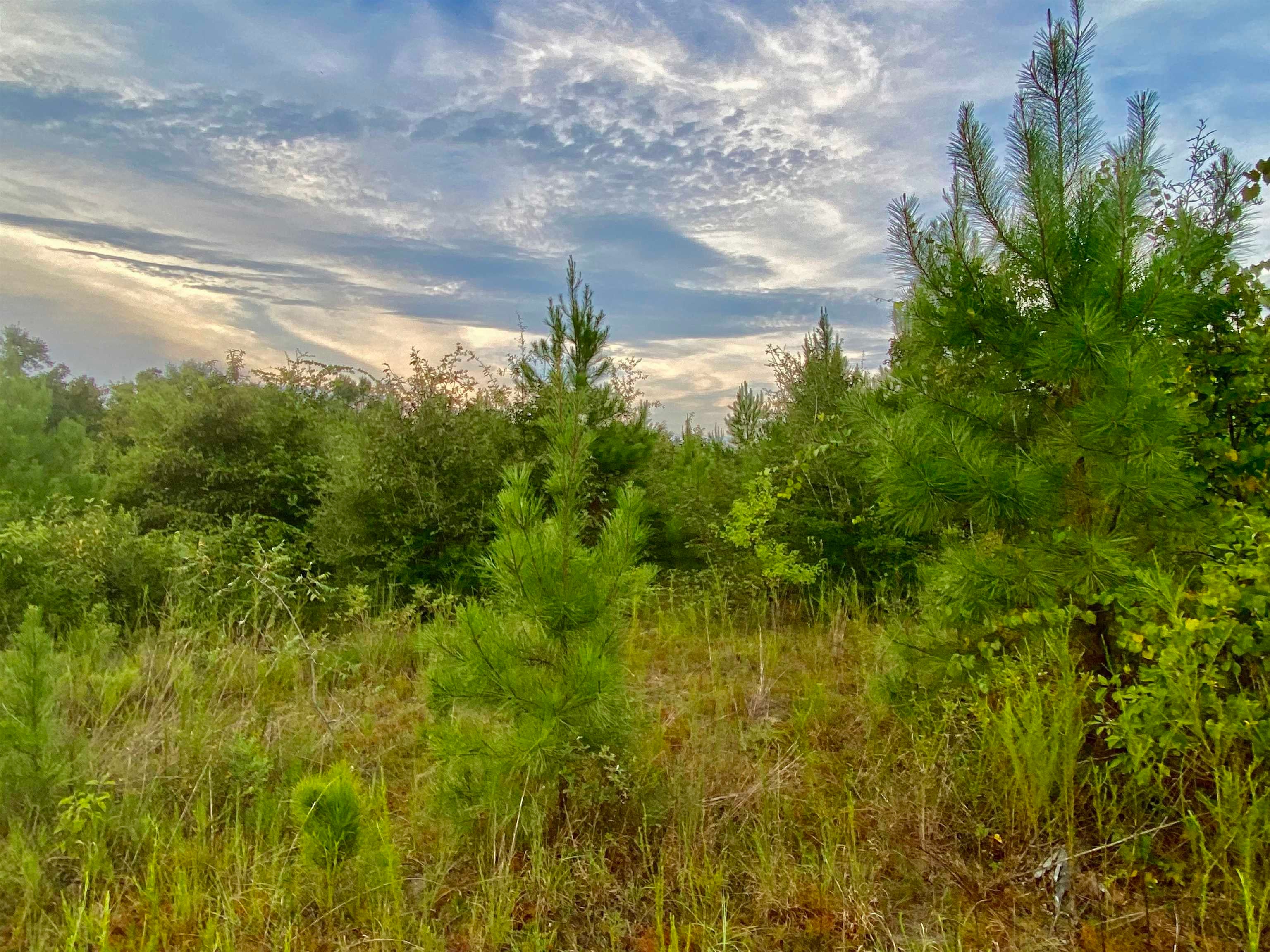 0 Sims Bridge Road Andalusia, AL 36421 - Photo 1 of 5 Gallery Image 1