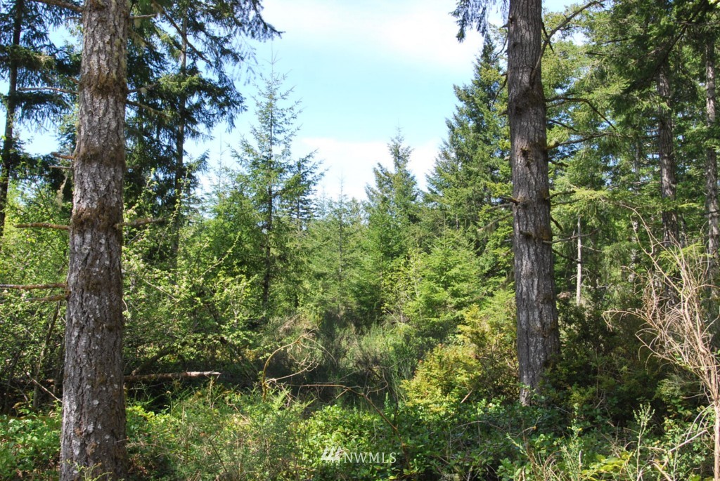 -xxx East Grapeview Loop Road Grapeview, WA 98546 - Photo 5 of 6 Gallery Image 5