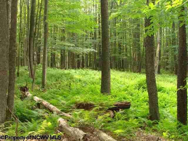 37 Bobcat Road Davis, WV 26260 - Photo 3 of 20 Gallery Image 3