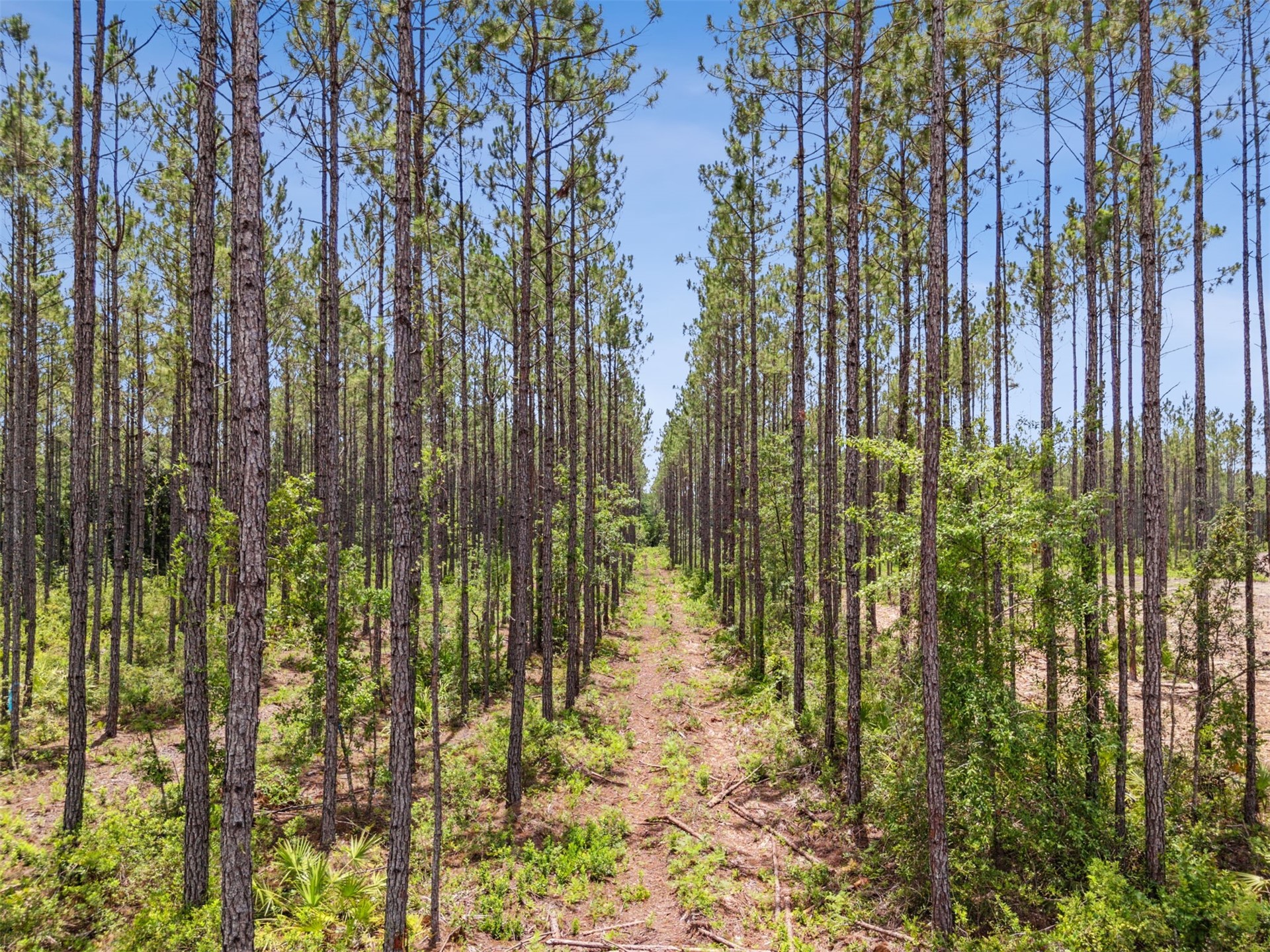 0 Lake Hampton Road Hilliard, FL 32046 - Photo 12 of 17 a view of garden