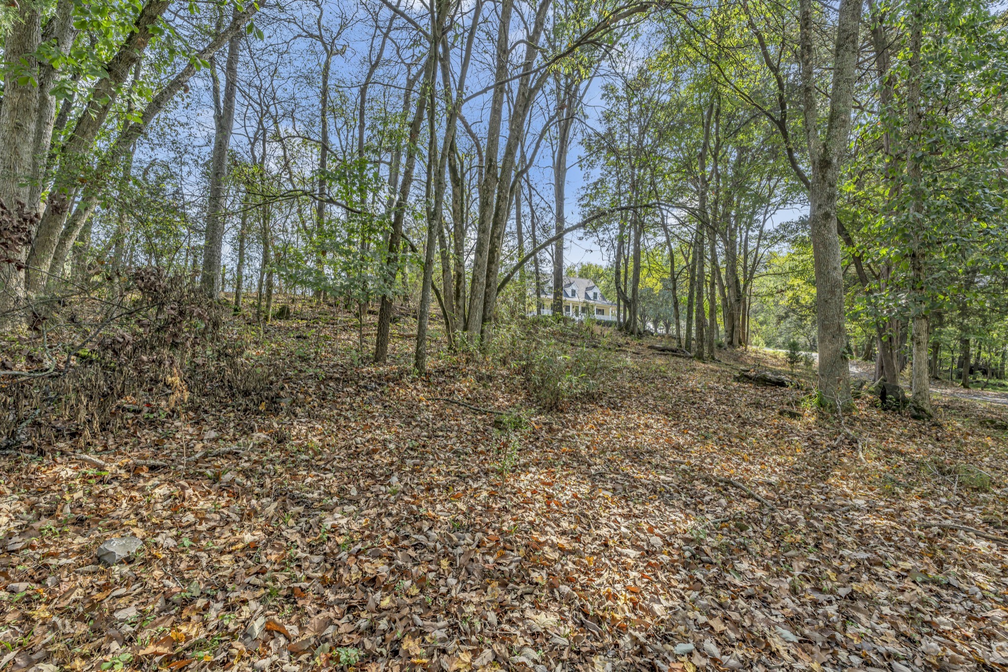 6041 Henry Gower Road Pleasant View, TN 37146 - Photo 59 of 63 a view of a forest with trees