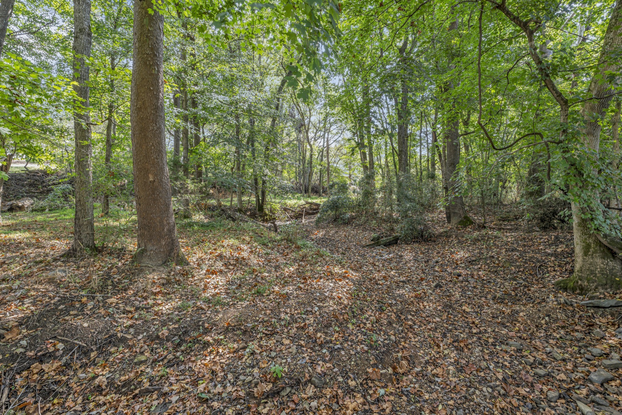 6041 Henry Gower Road Pleasant View, TN 37146 - Photo 6 of 63 a view of a forest with trees in the background