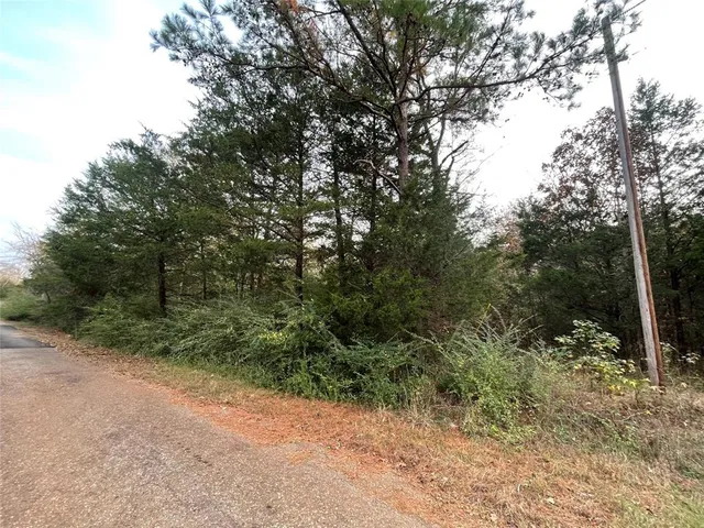 a view of a forest with trees in the background