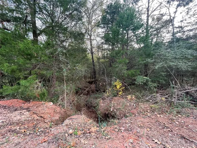 a view of a forest filled with trees