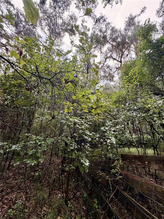 12602 Southwest Williston Road Micanopy, FL 32667 - Photo 11 of 21 Gallery Image 11