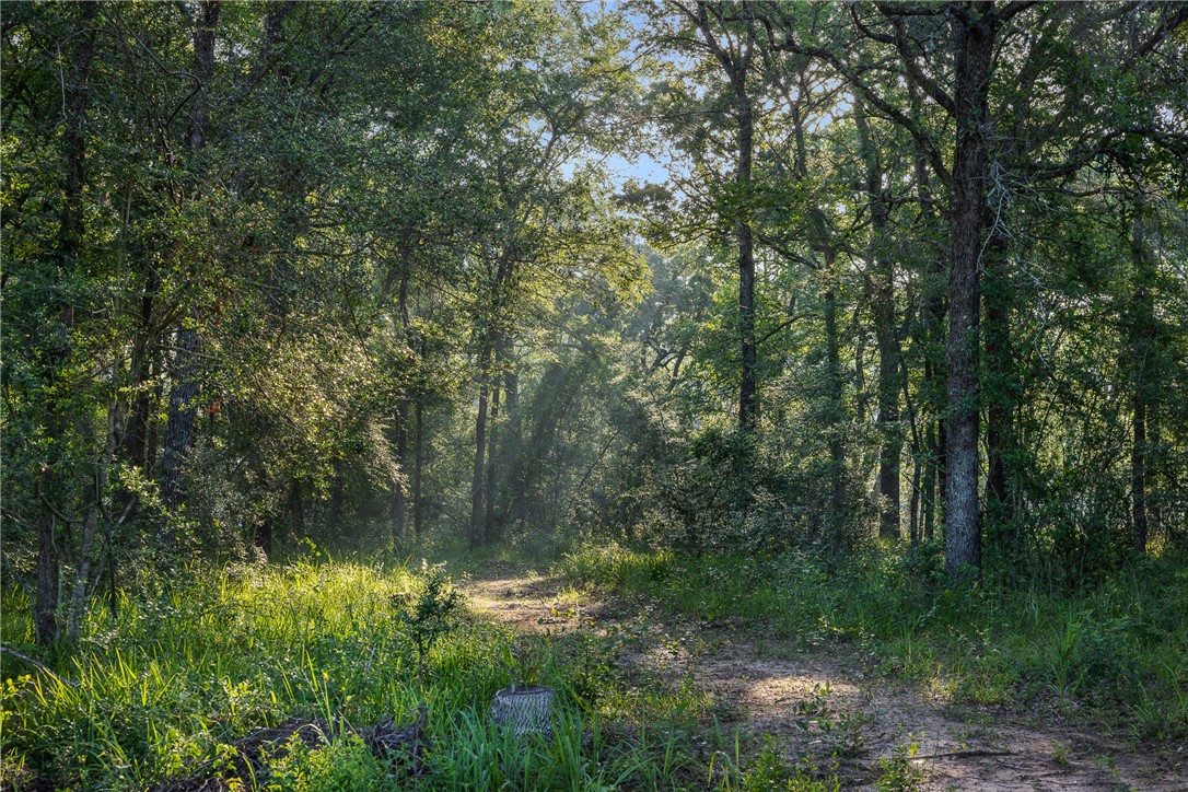 26795 Rice Road Hockley, TX 77447 - Photo 11 of 19 a view of a lake with lots of trees