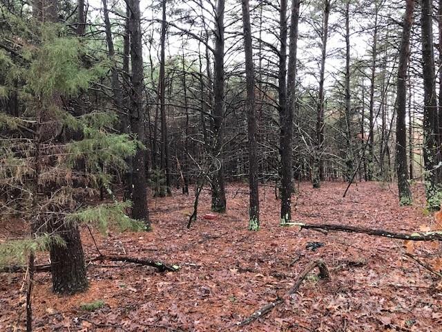 356 Harrison Road Bostic, NC 28018 - Photo 8 of 9 a view of a forest filled with trees