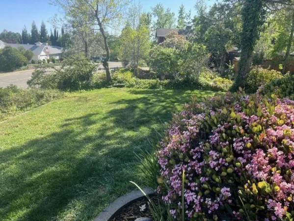 a view of a lush green forest