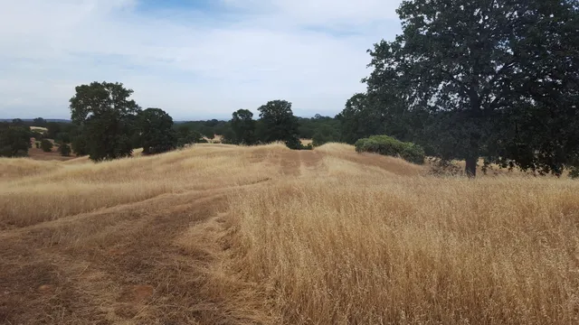 a view of a dry yard
