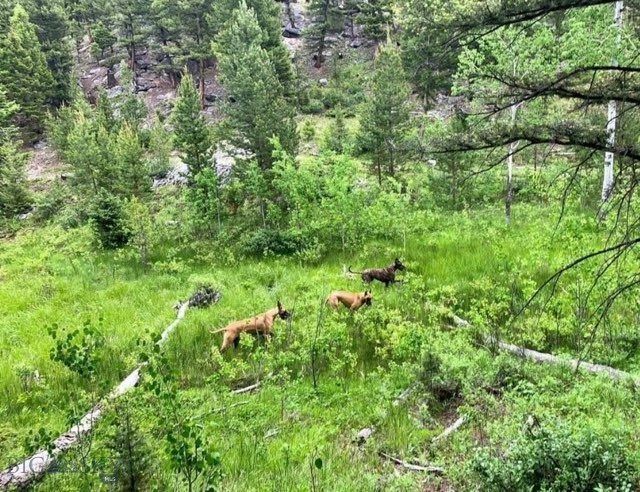 3414 Divide Creek Road Divide, MT 59727 - Photo 33 of 61 Gallery Image 33