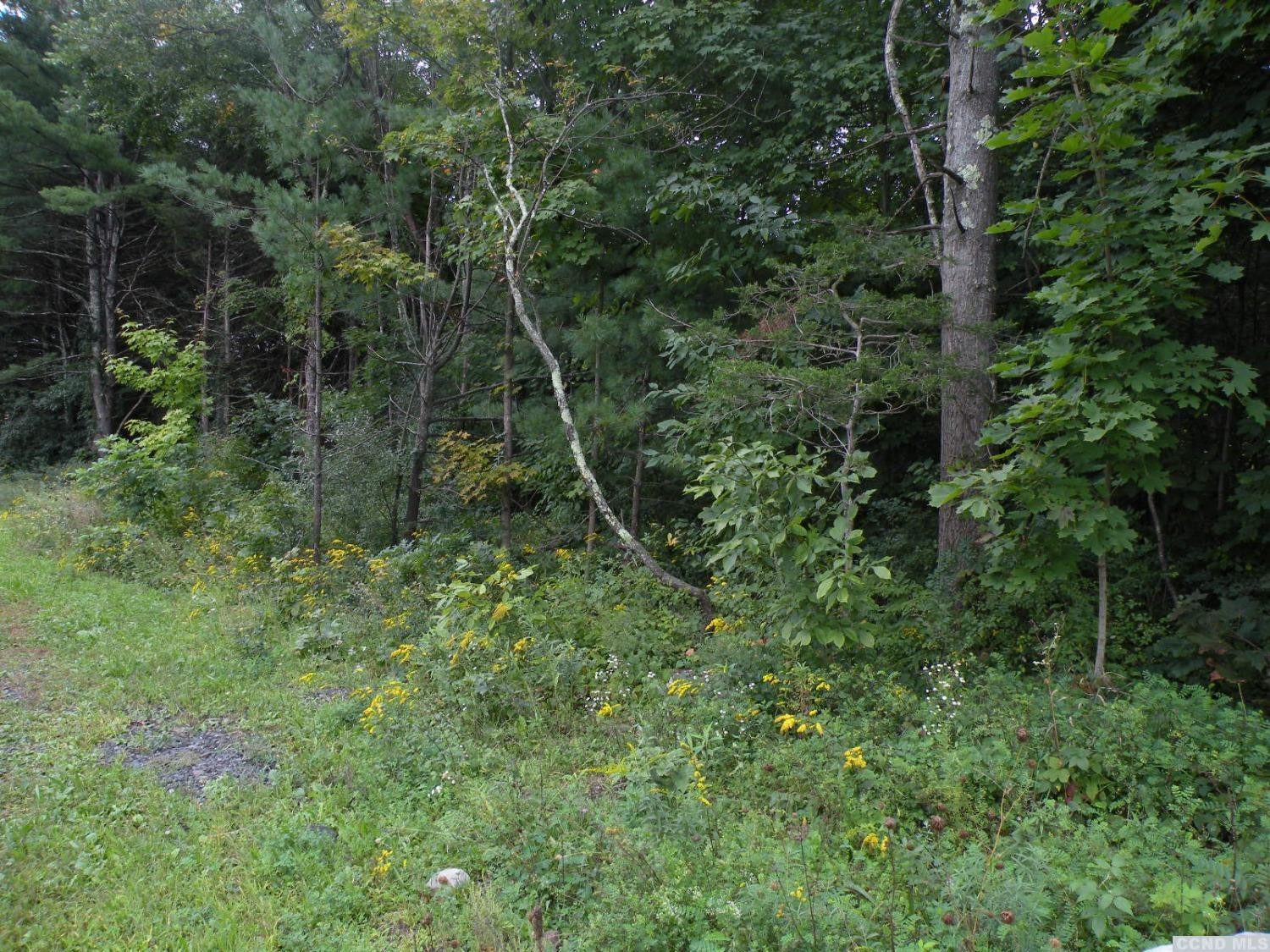 53 Cedar Street Cairo, NY 12413 - Photo 3 of 6 a view of a forest with a street