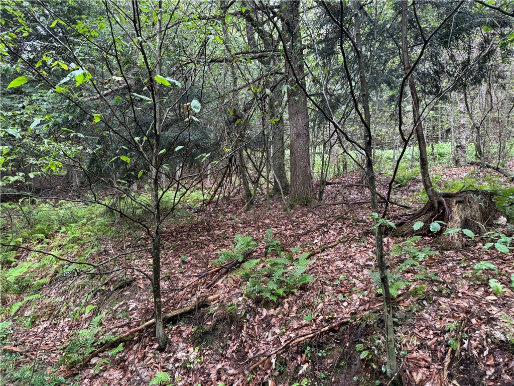 0 Alma Hill Road Alma, NY 14708 - Photo 4 of 13