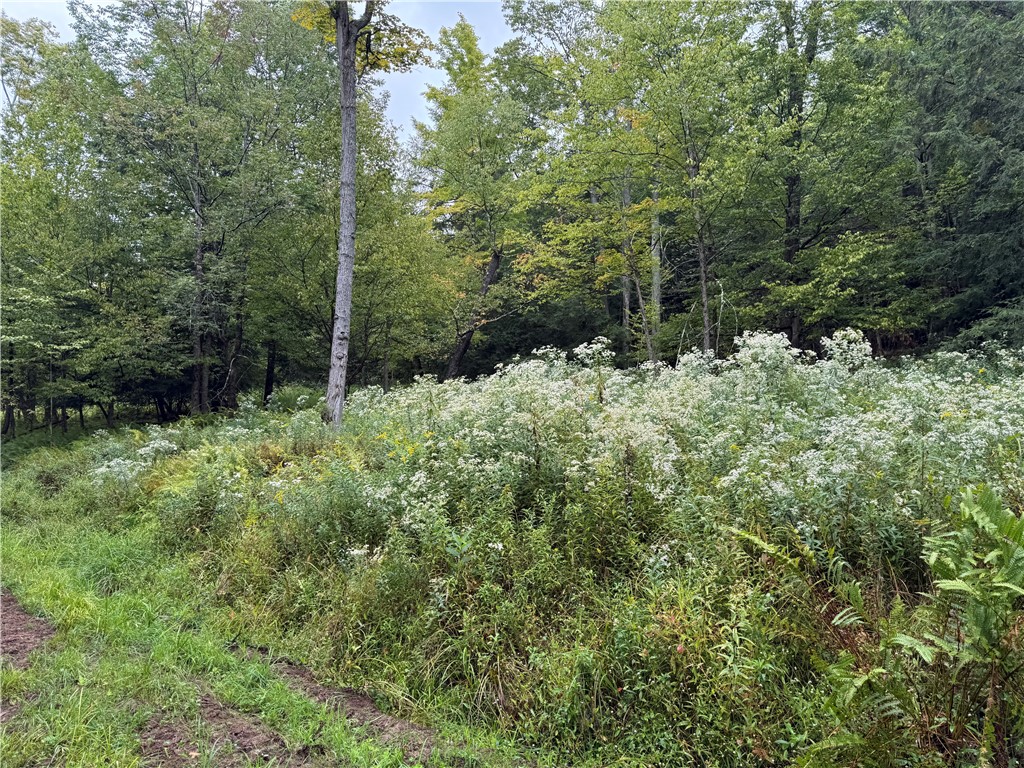 0 Alma Hill Road Alma, NY 14708 - Photo 5 of 13