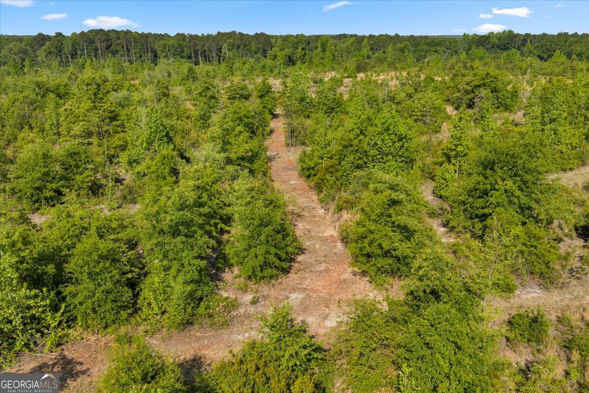 3150 Highway 441 Rentz, GA 31075 - Photo 13 of 23 a view of a lush green forest with trees in the background