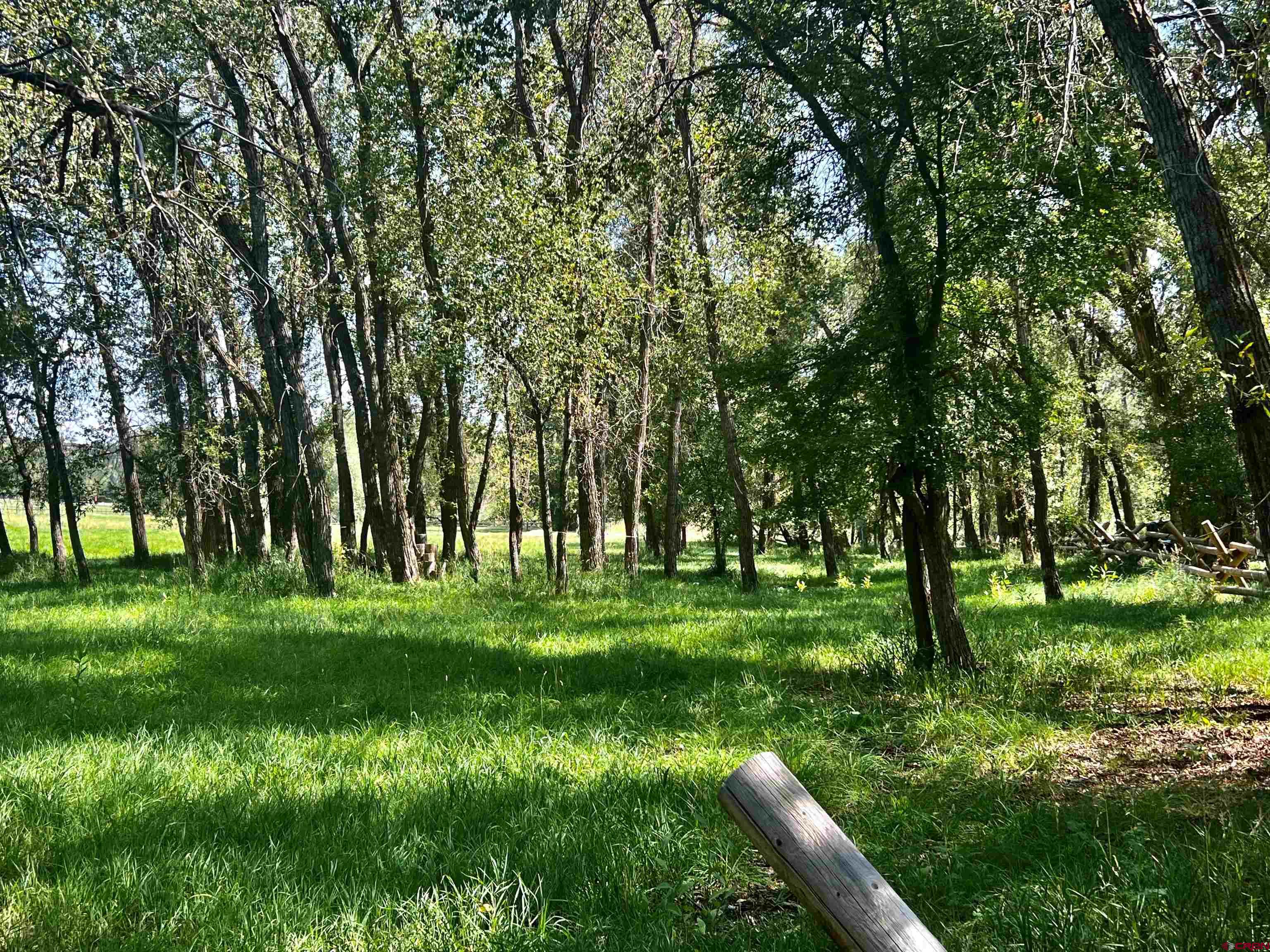 2777 County Road 225 Durango, CO 81301 - Photo 4 of 35 a view of a grassy field with trees