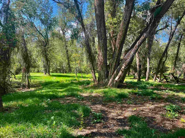 a view of a park with large trees