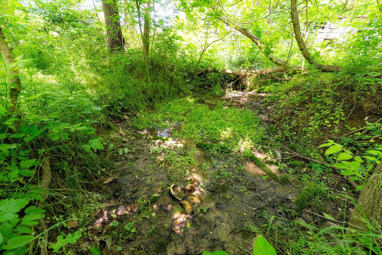 2410 Mauzy Athlone Road Harrisonburg, VA 22802 - Photo 19 of 28 a view of a lush green forest