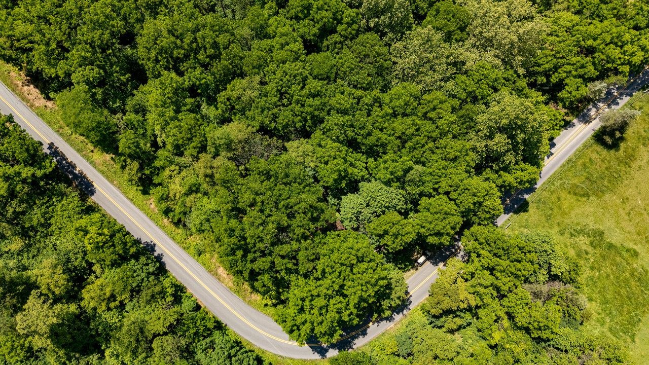 2410 Mauzy Athlone Road Harrisonburg, VA 22802 - Photo 24 of 28 a close up of a plant in a garden