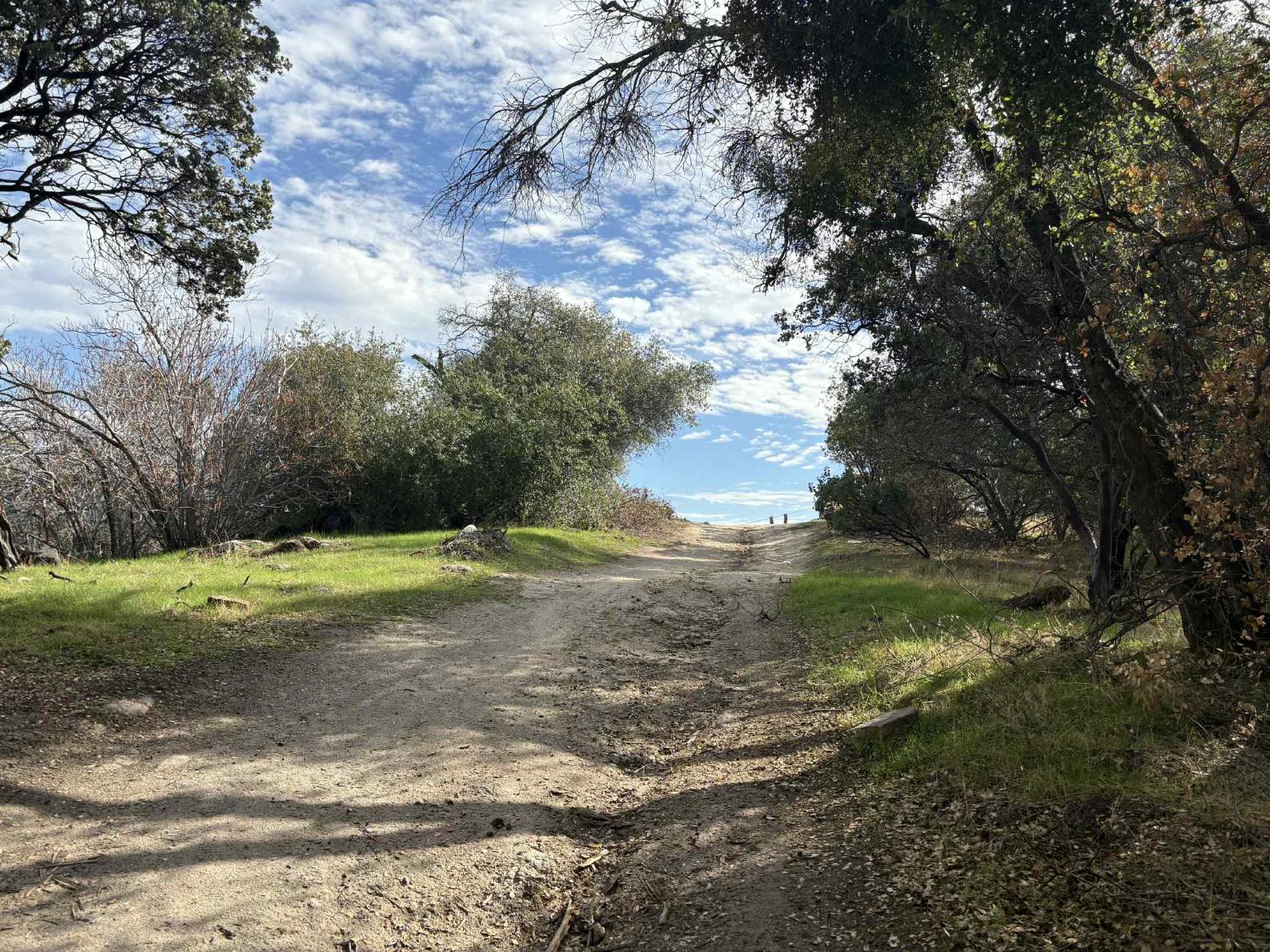 a view of a tree is standing in between the field