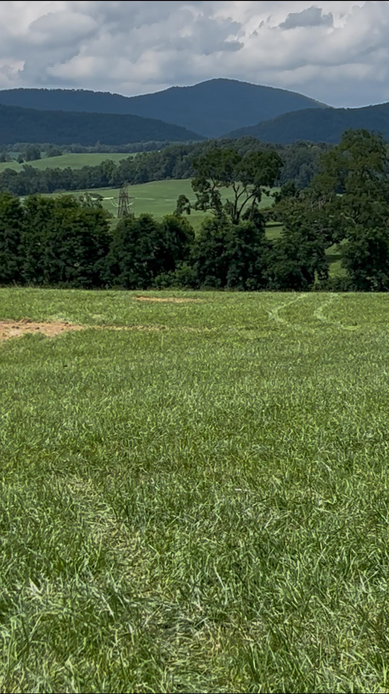 a view of yard with green space