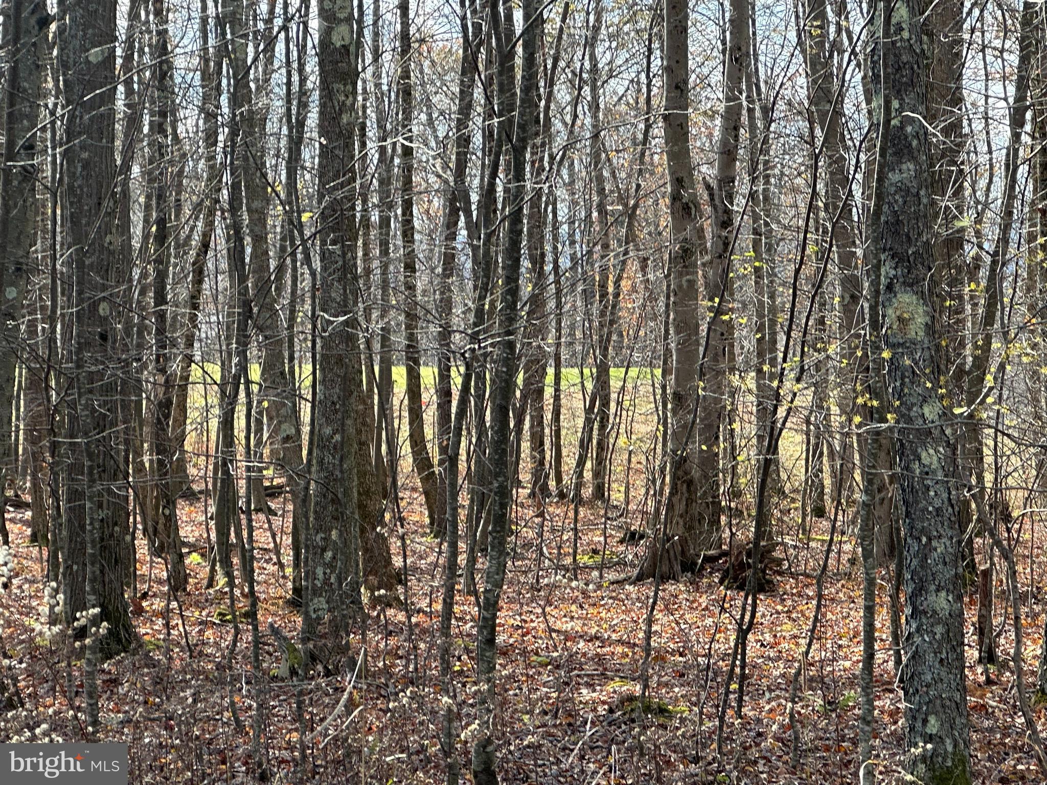 60 Sundance Way McHenry, MD 21541 - Photo 2 of 16 a view of outdoor space with lots of trees