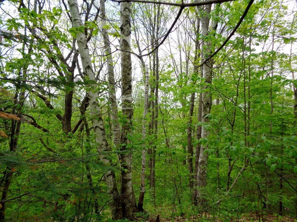 Land/Lot