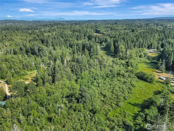 a view of a lush green forest with lots of trees